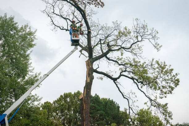 Tree Health Inspection in Elliston, VA